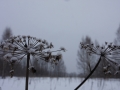 IMG_3067.JPG